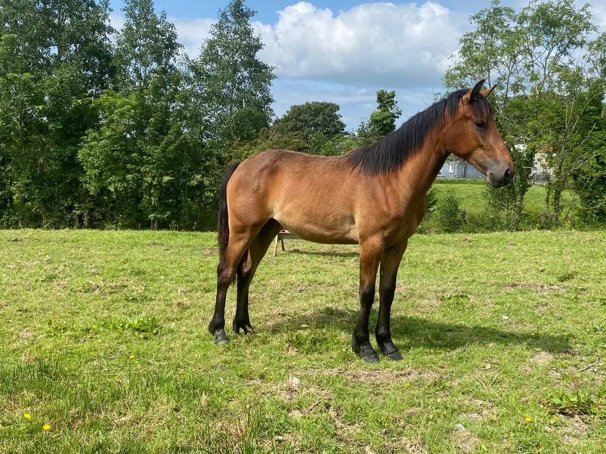 Connemara yearling filly - Image 4