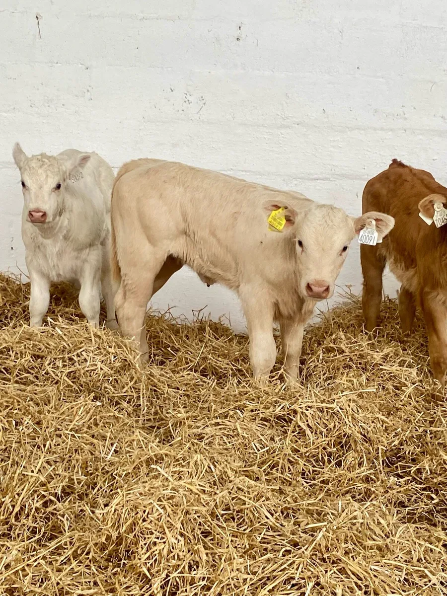 4 SERIOUS QUALITY SUCKLER BRED CH HEIFER CALVES - Image 4