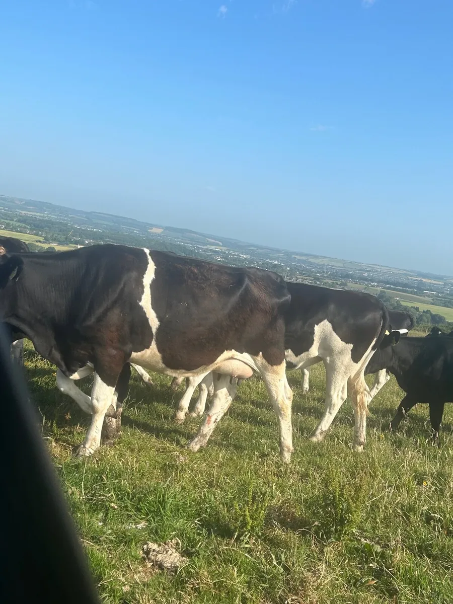 Heifers - Image 4