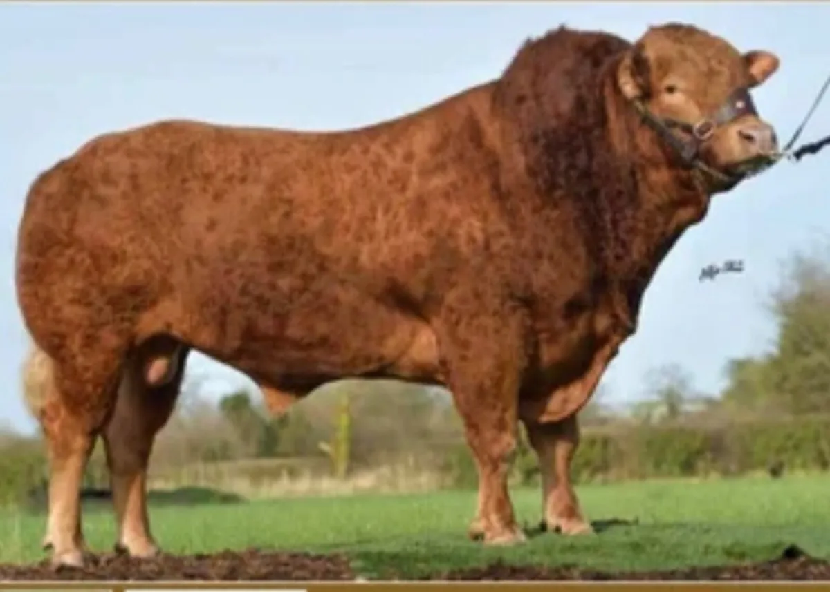 Incalf heifer - Image 2