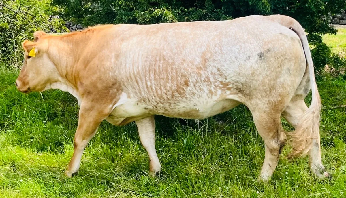 Incalf heifer - Image 3
