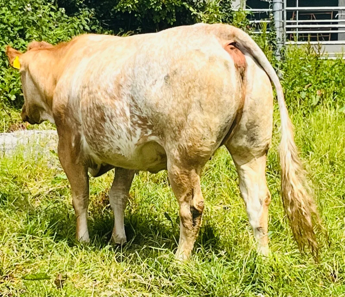Incalf heifer - Image 4