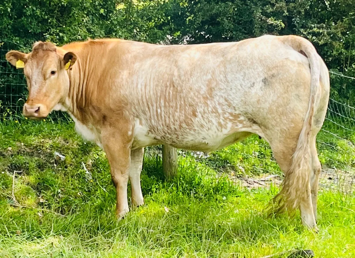 Incalf heifer - Image 1