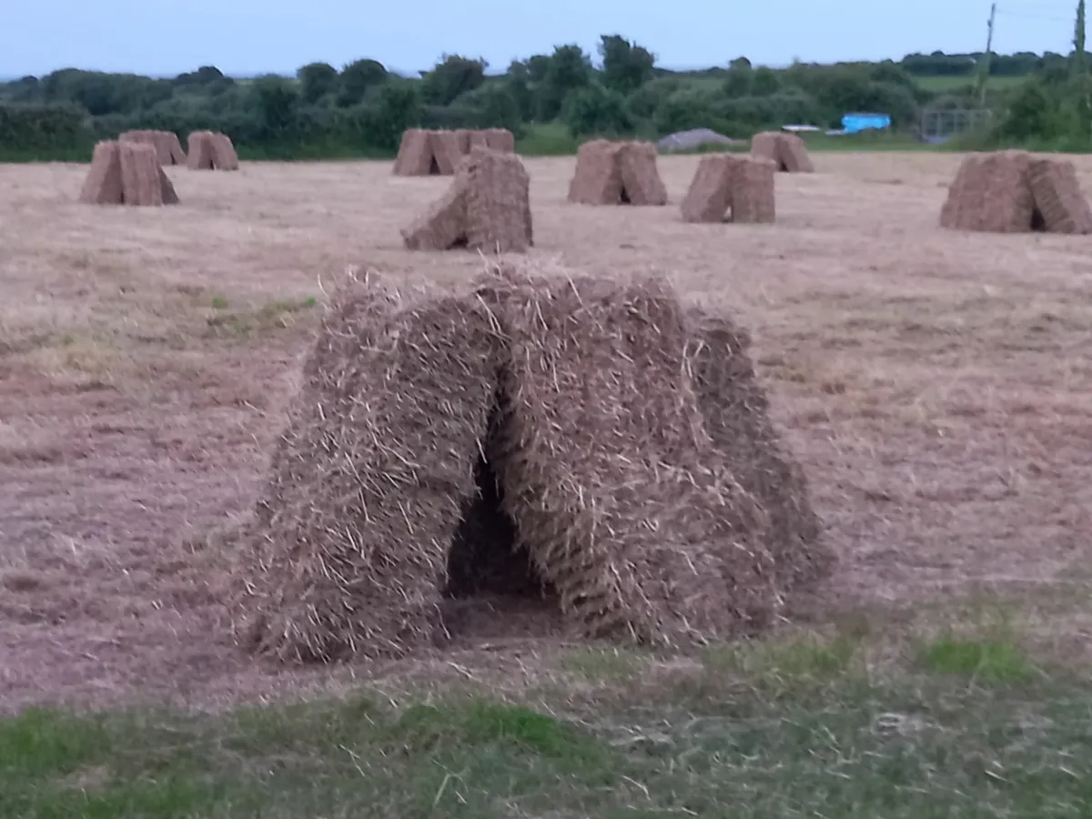 Hay for sale - Image 1