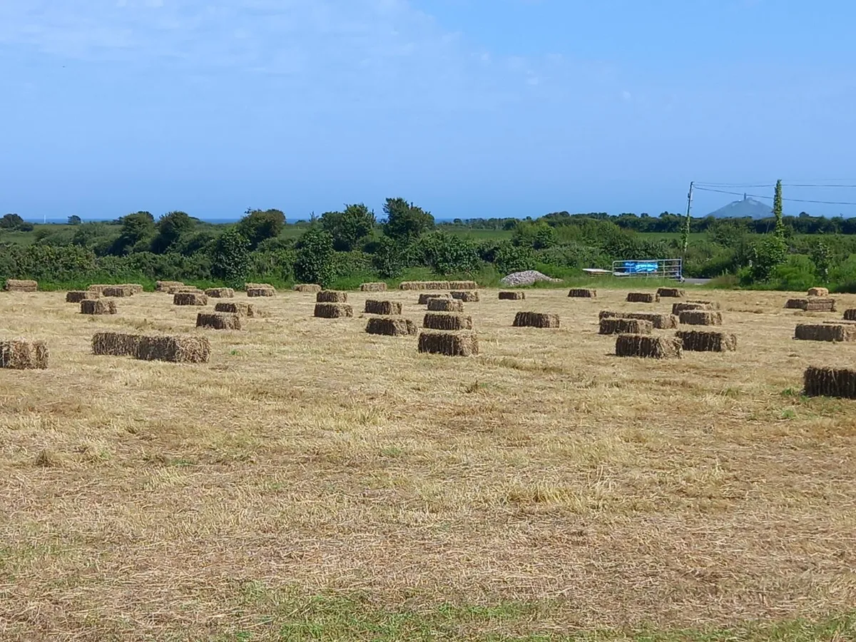 Hay for sale - Image 3