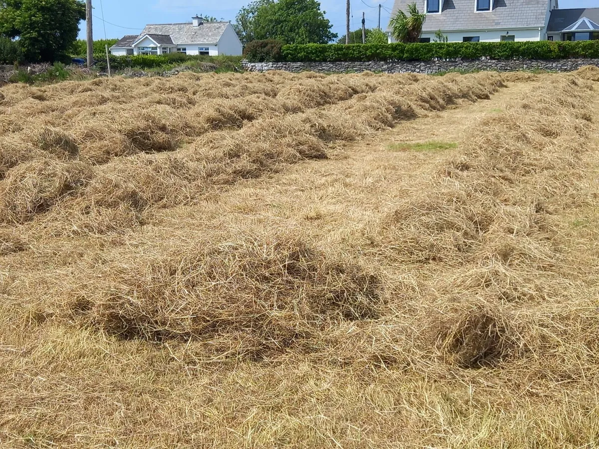 Hay for sale - Image 4