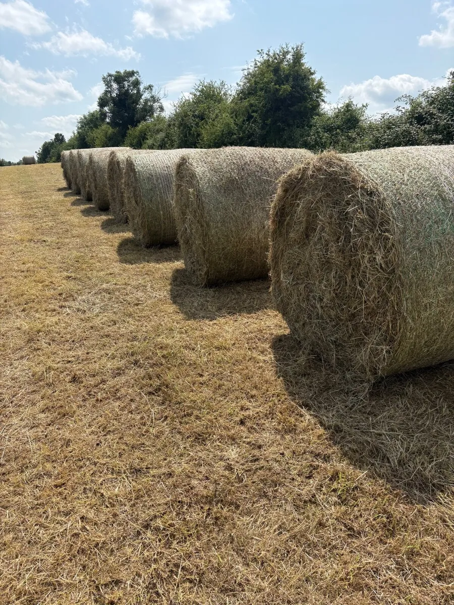 Hay - Image 1