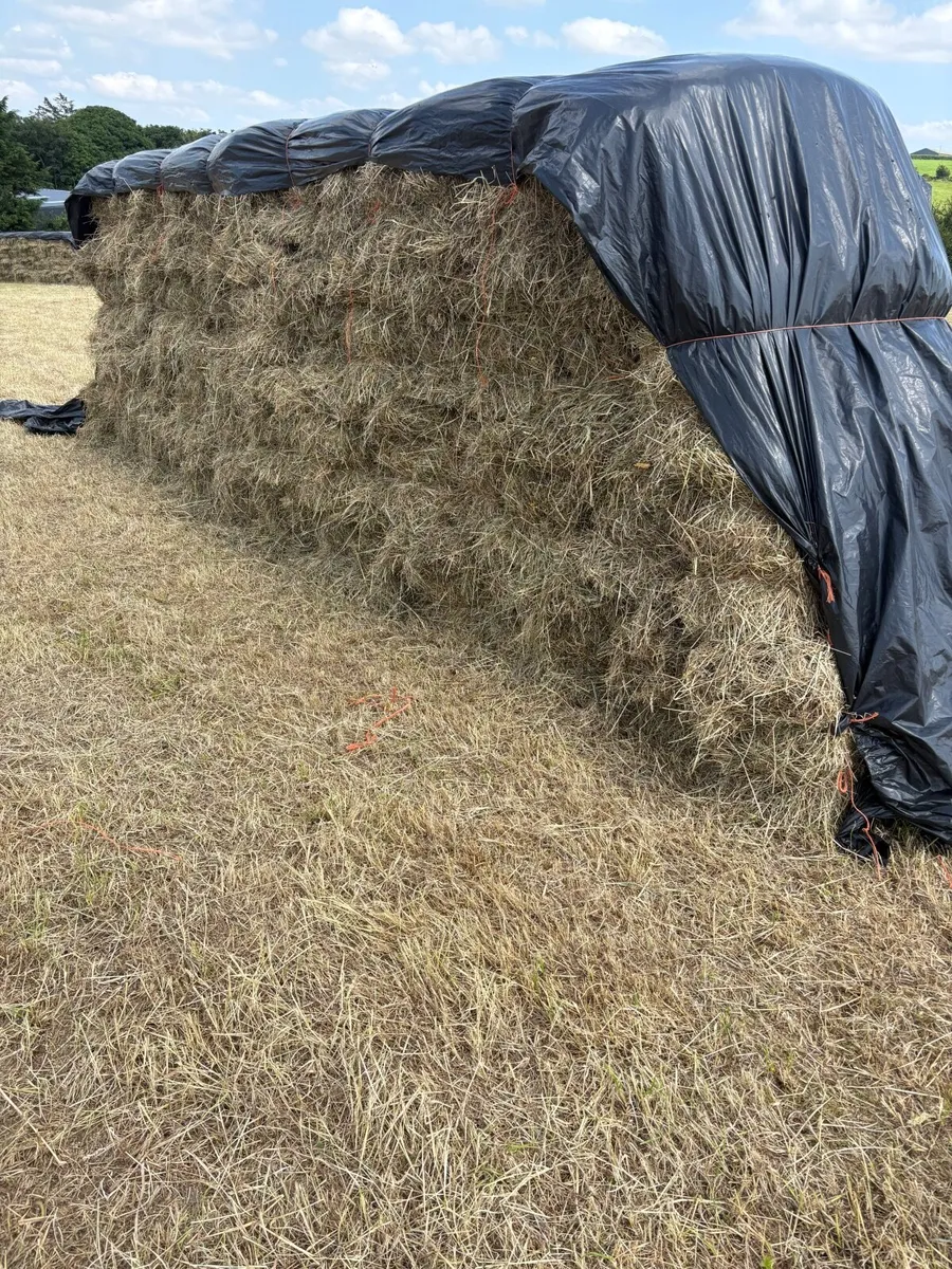 Hay - Image 2