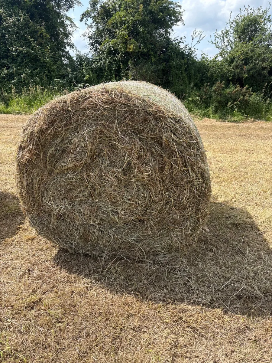 Hay - Image 3