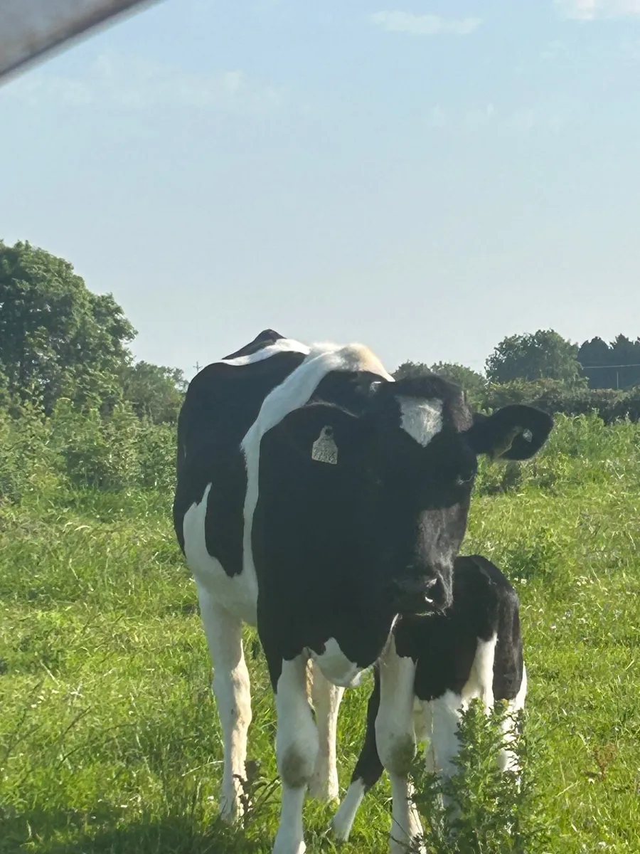 Heifers - Image 1