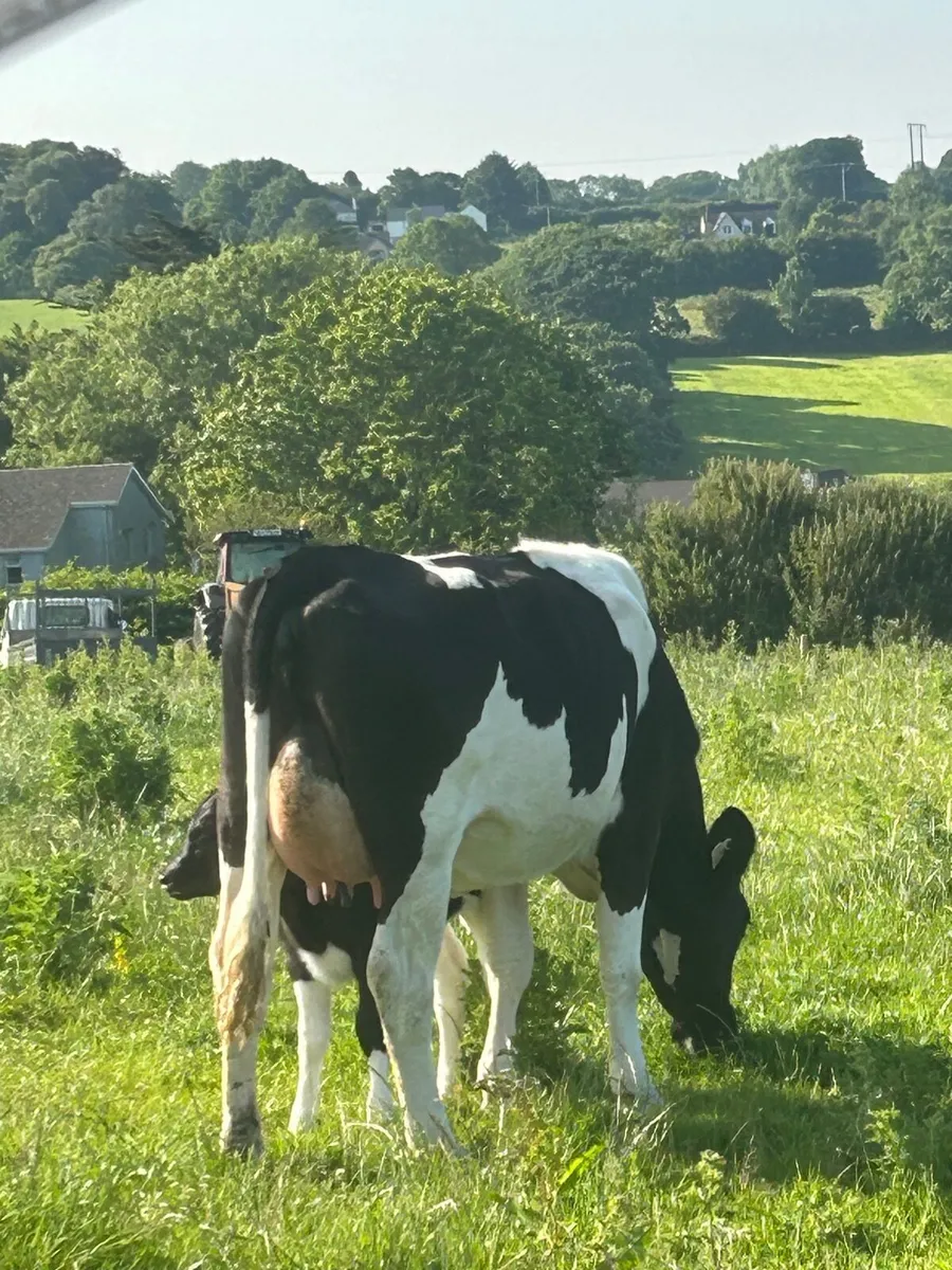 Heifers - Image 2