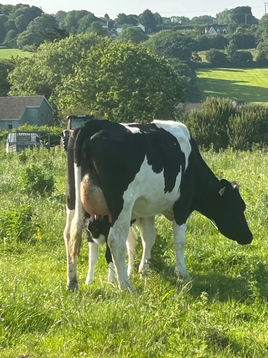 Heifers - Image 3