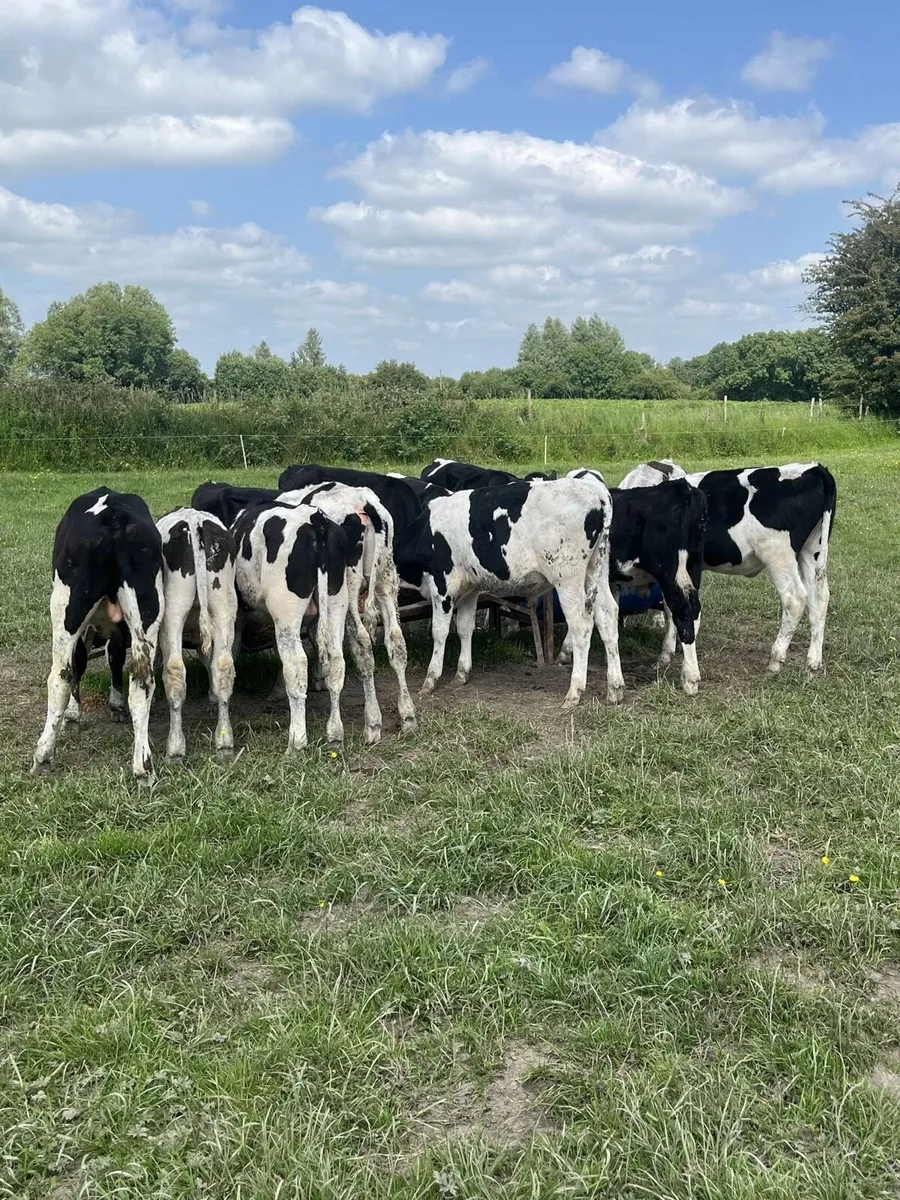 14 super fr bull runners - Image 1
