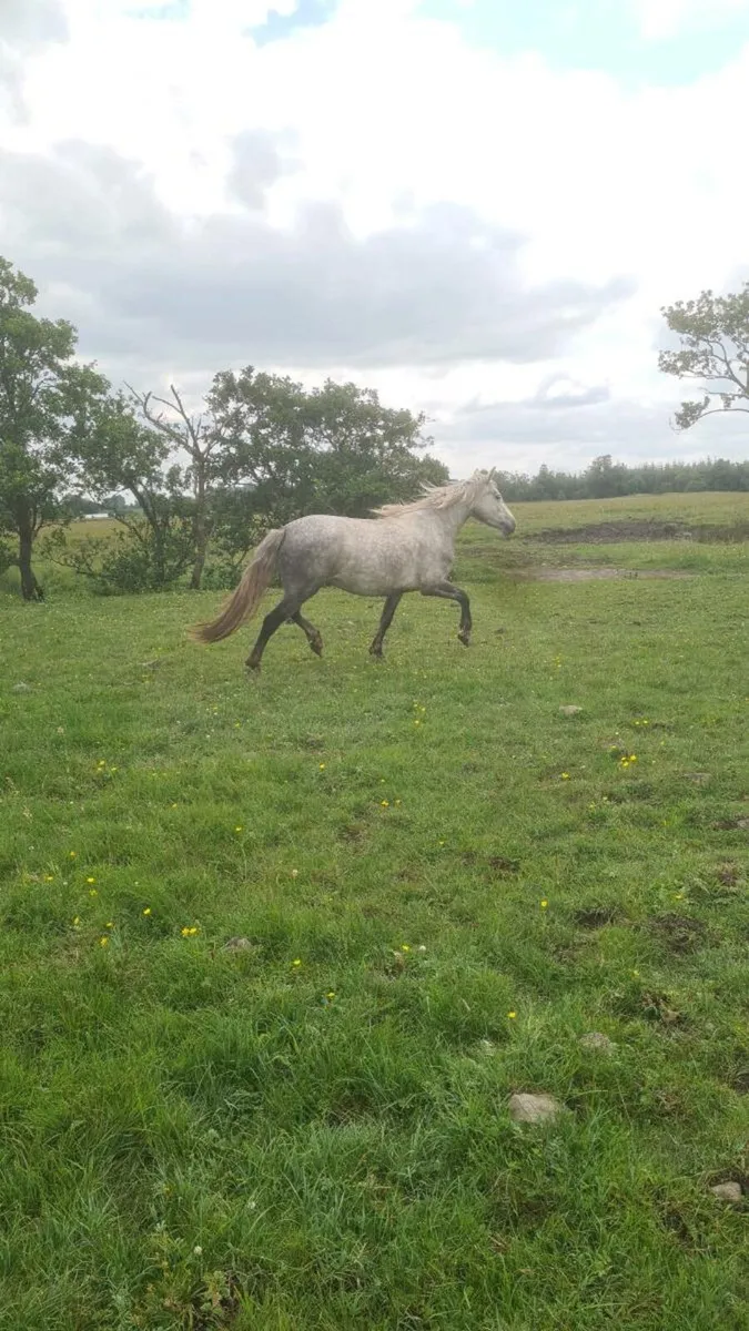 3yr old Connemara Filly - Image 2