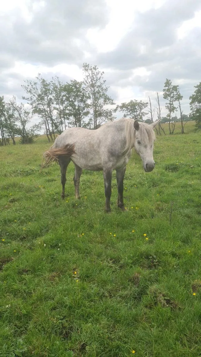 3yr old Connemara Filly - Image 1