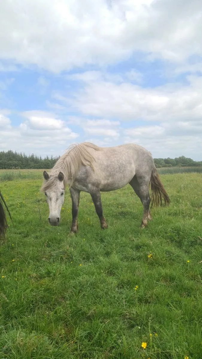 3yr old Connemara Filly - Image 3