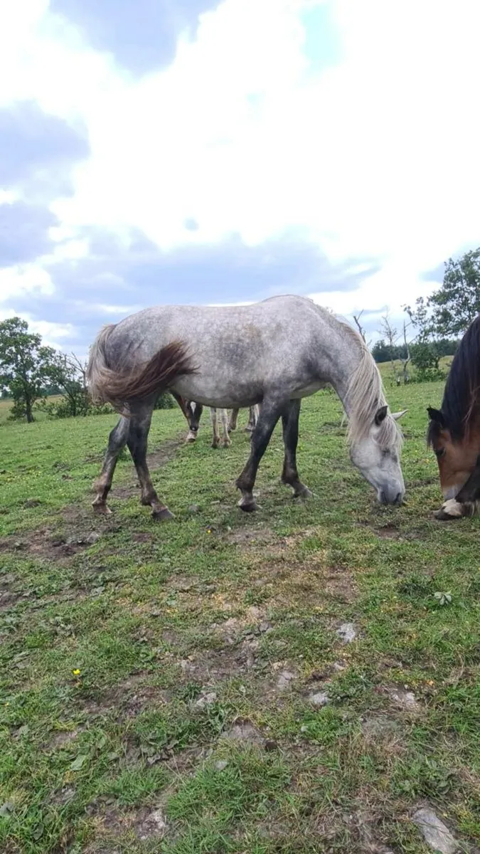 3yr old Connemara Filly - Image 4