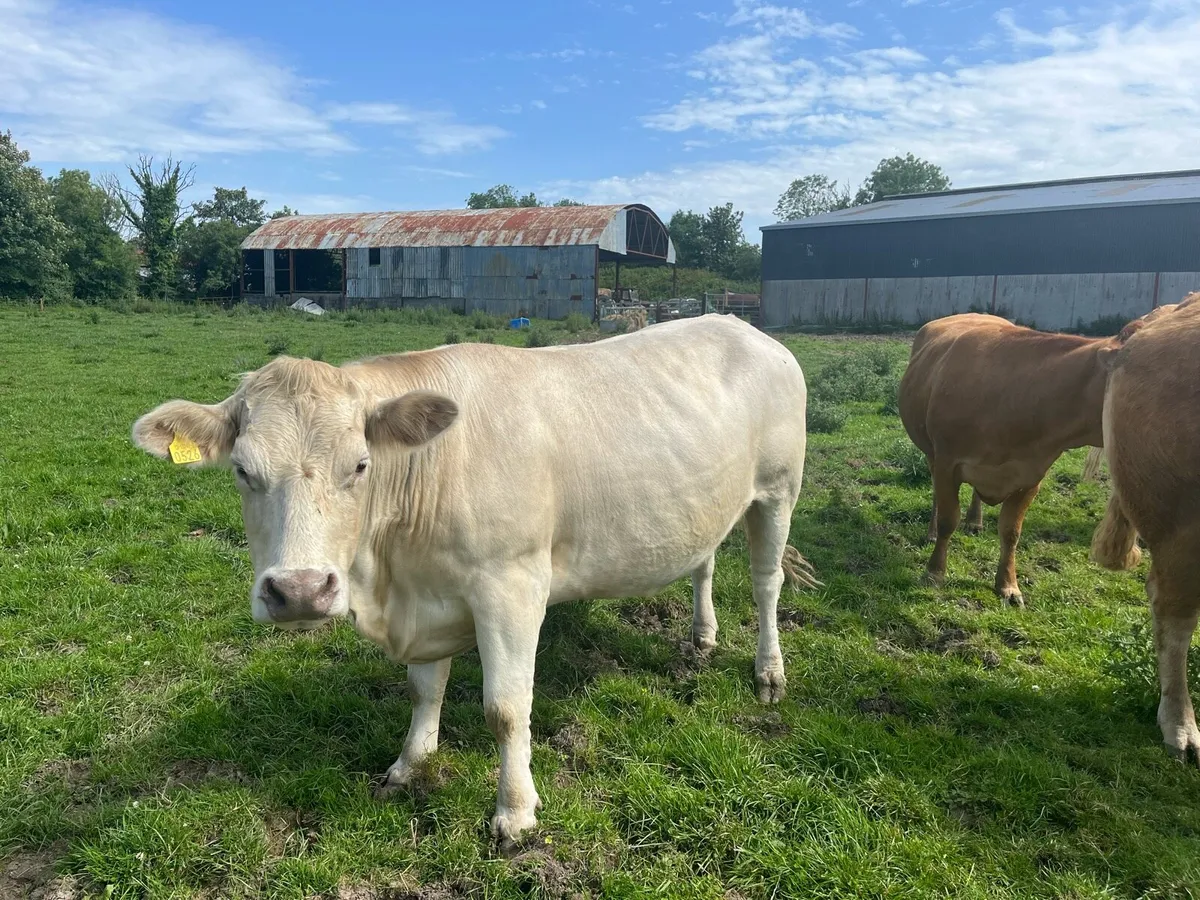 In calf cows - Image 1