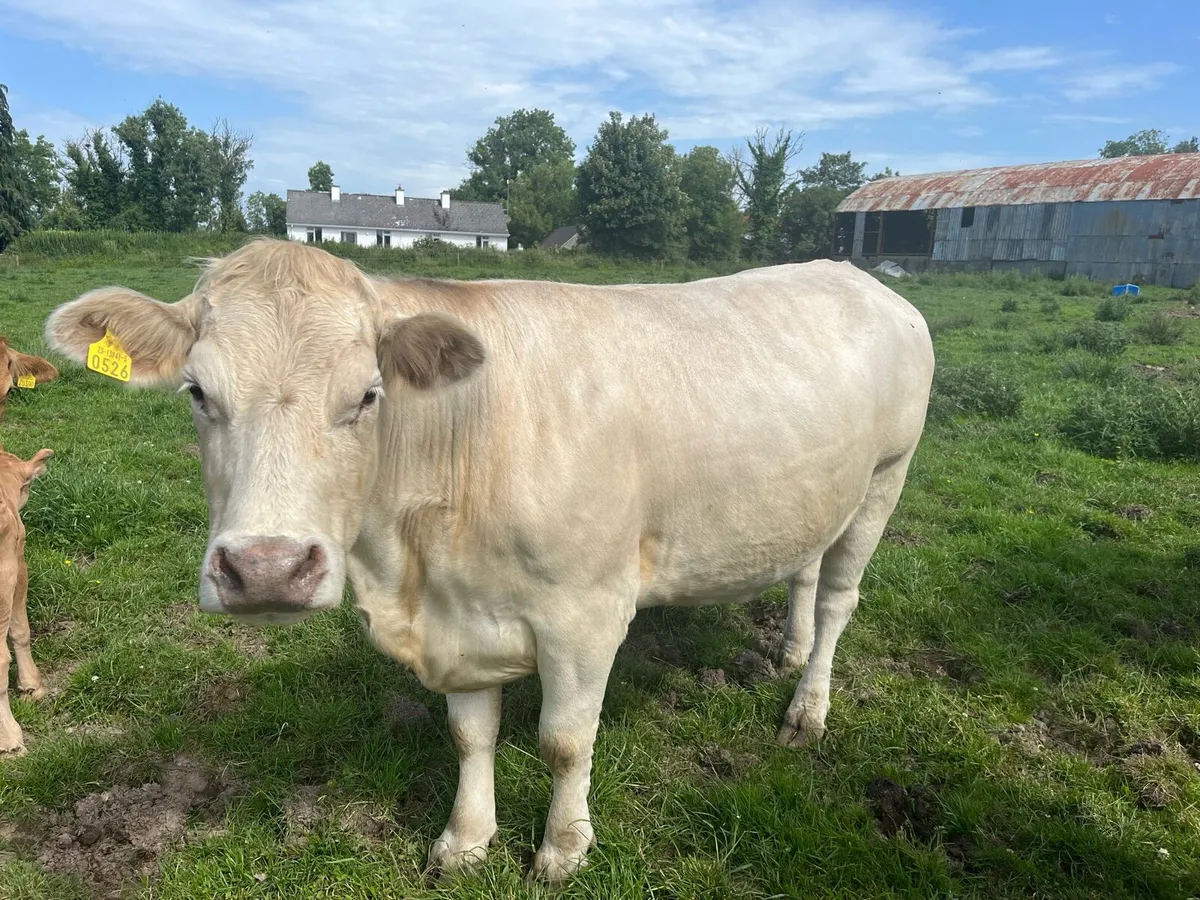 In calf cows - Image 2