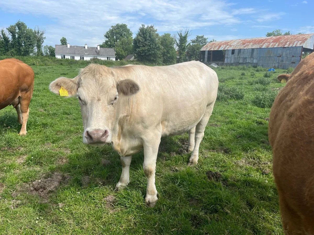In calf cows - Image 3