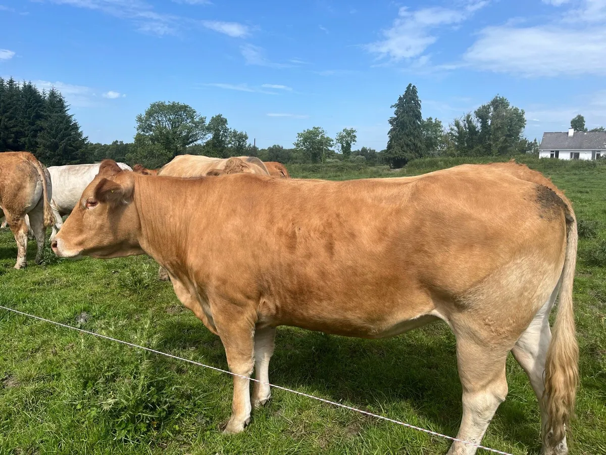 In calf cows - Image 4