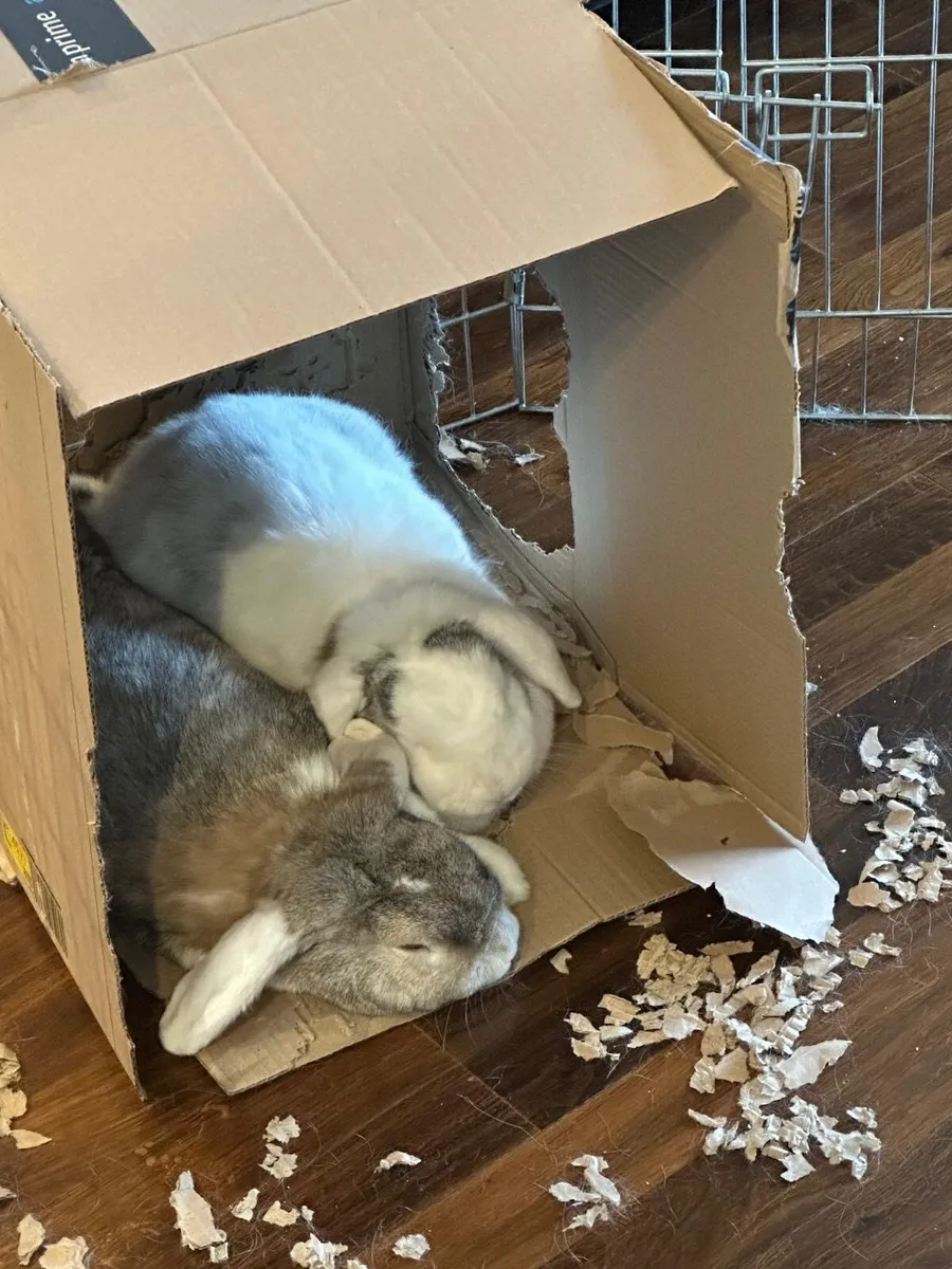 Bonded Pair of Male Miniature Lop Eared Bunnies - Image 4