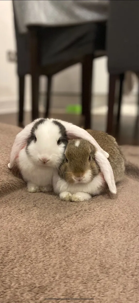 Bonded Pair of Male Miniature Lop Eared Bunnies - Image 1