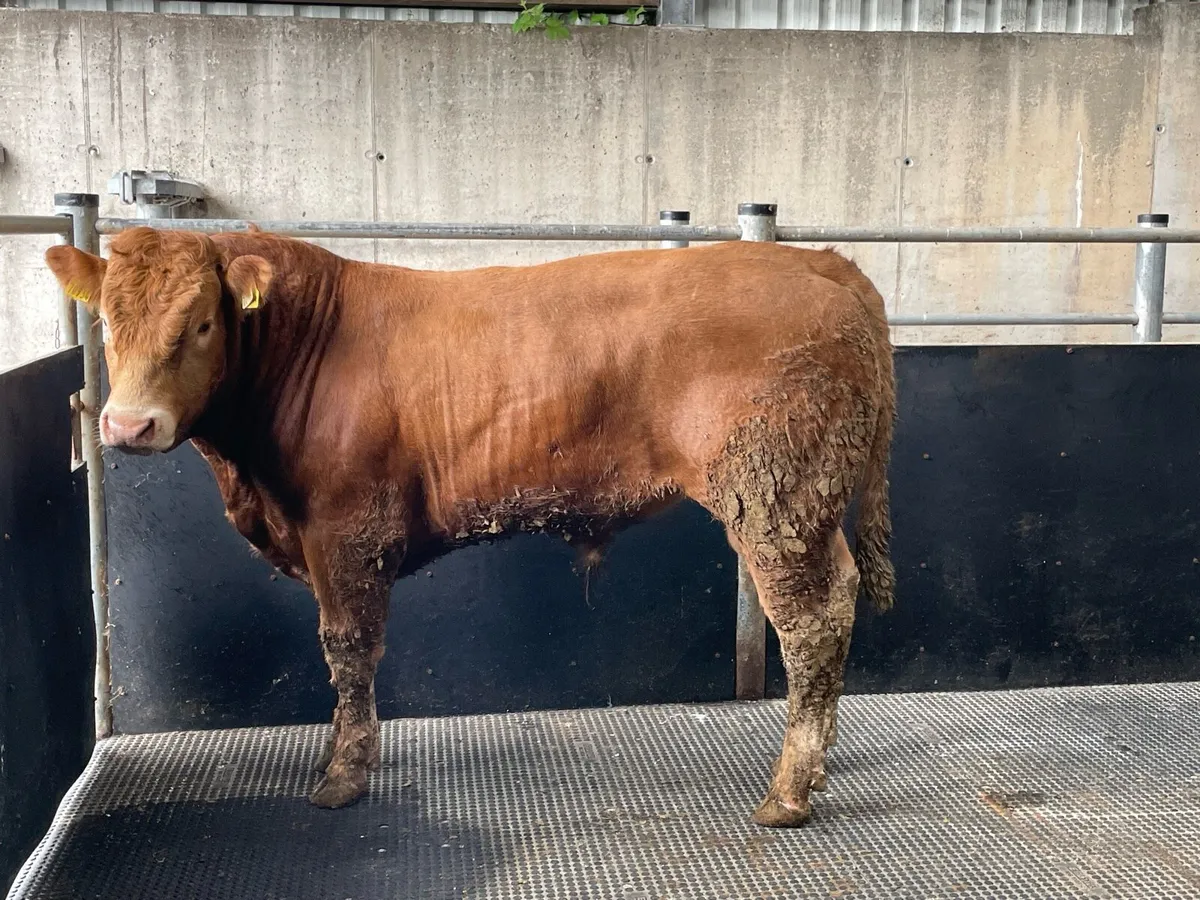 Limousine Bull - Image 1