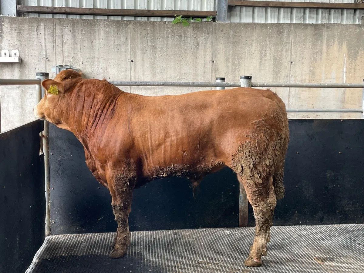 Limousine Bull - Image 2