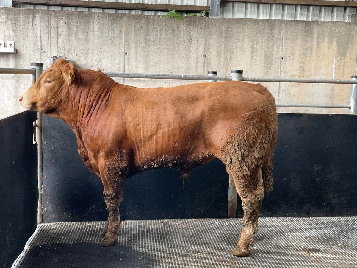Limousine Bull - Image 3