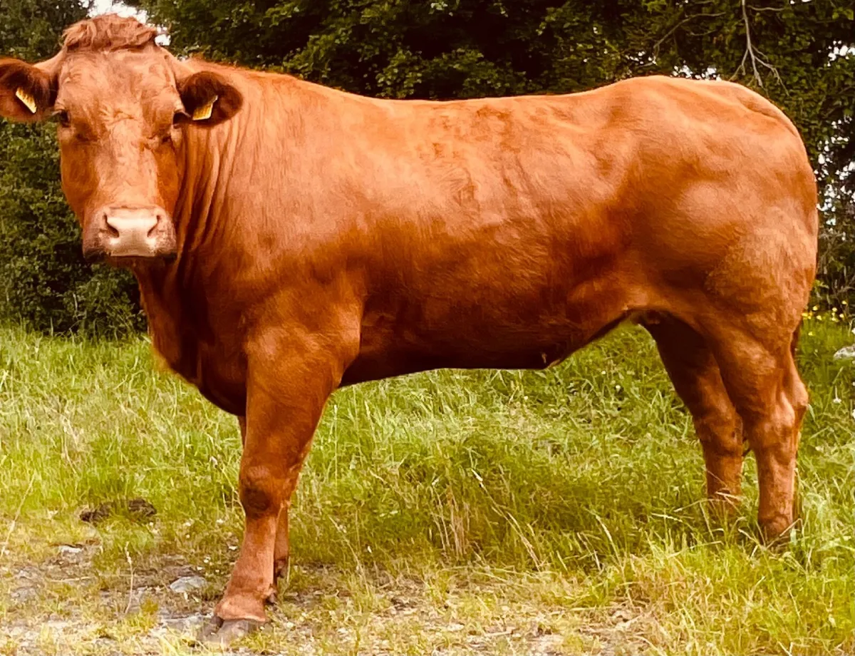 Heifer - Image 2