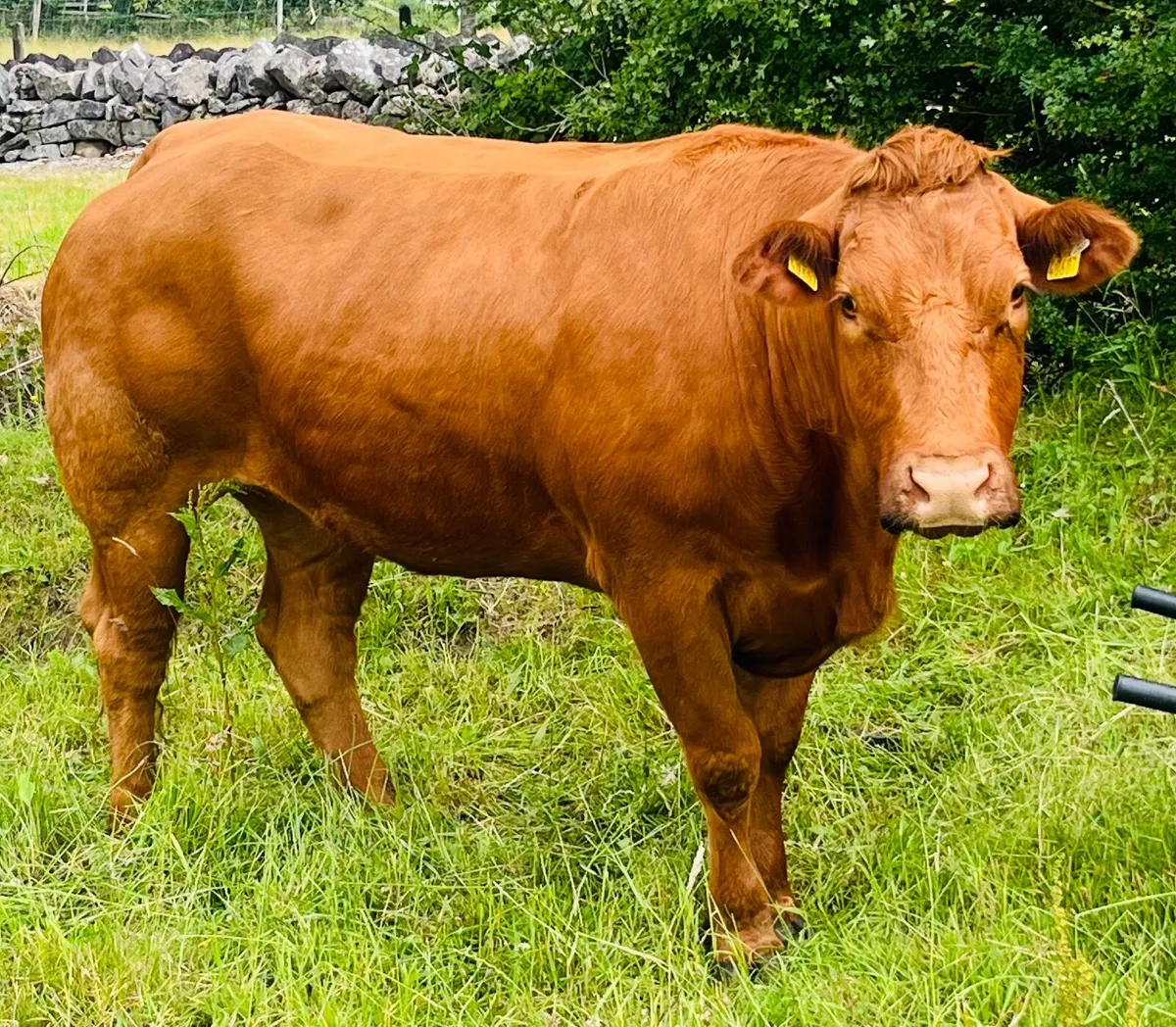 Heifer - Image 3