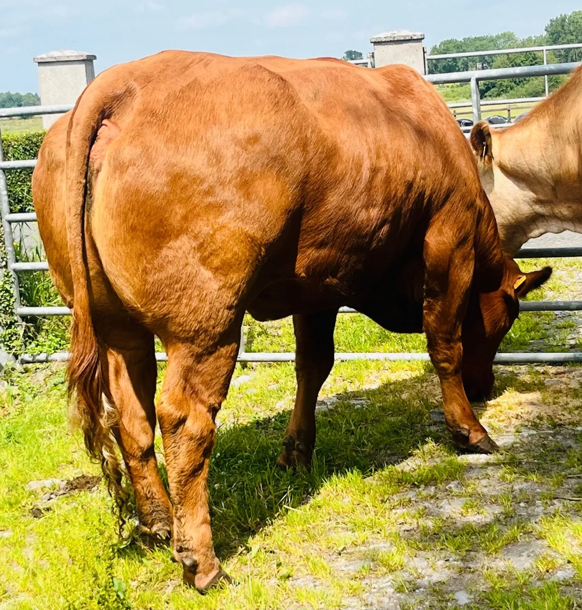 Heifer - Image 4