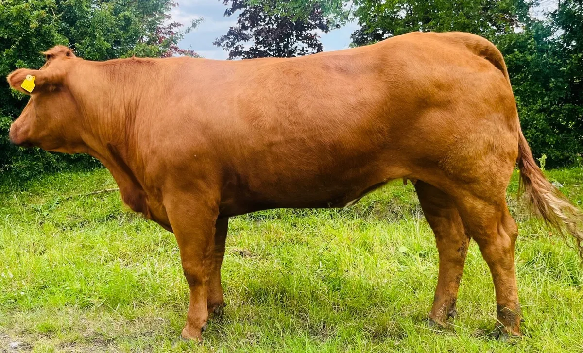 Heifer - Image 1