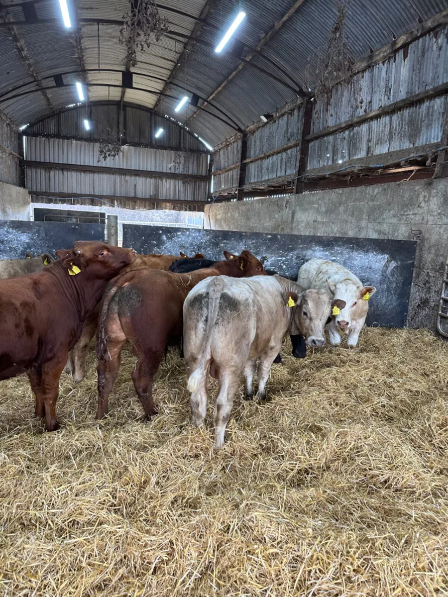 Charolais and lim bulls - Image 1