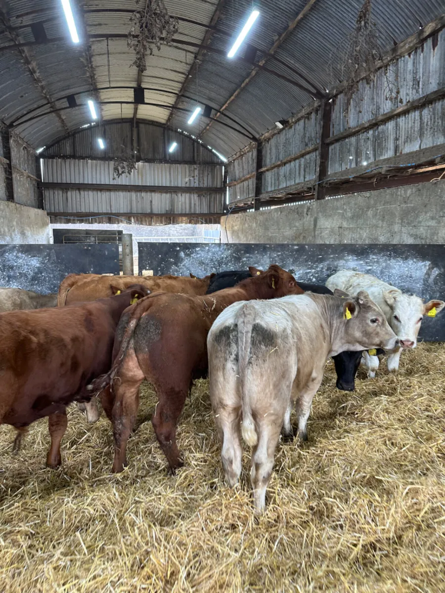 Charolais and lim bulls - Image 2