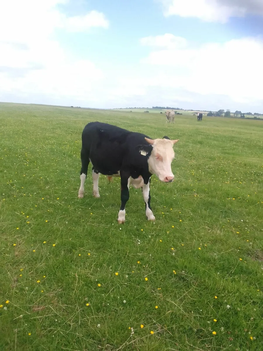 Beef Cattle - Image 1