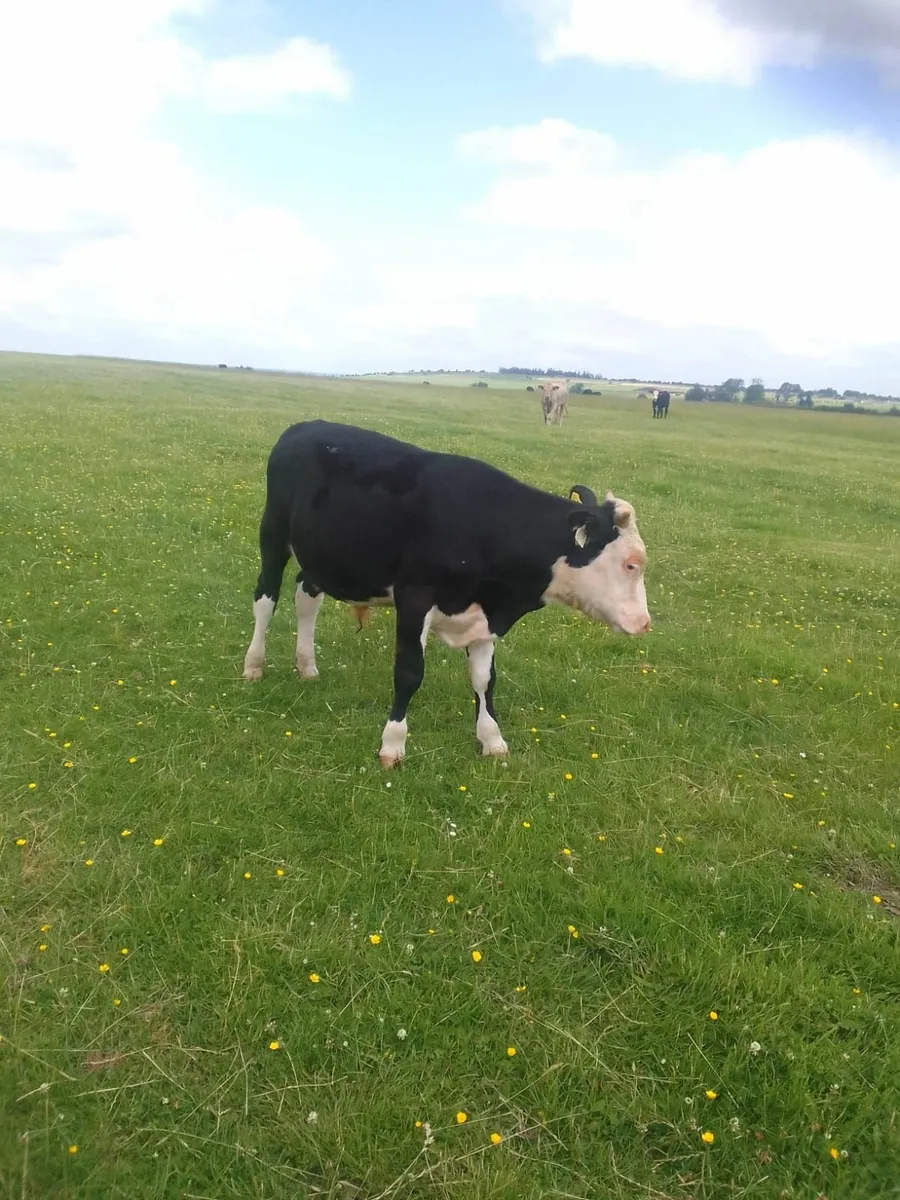 Beef Cattle - Image 3