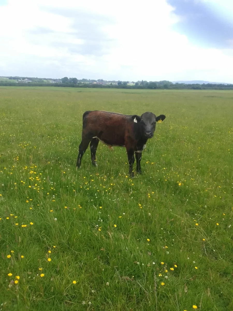 Beef Cattle - Image 4