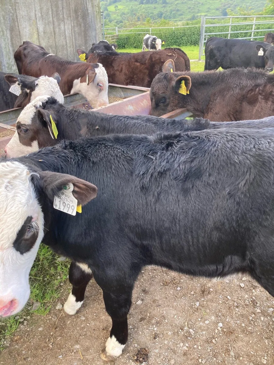 SUPER QUAILTY REARED CALVES HEX/AA 2/3 MONTHS - Image 3