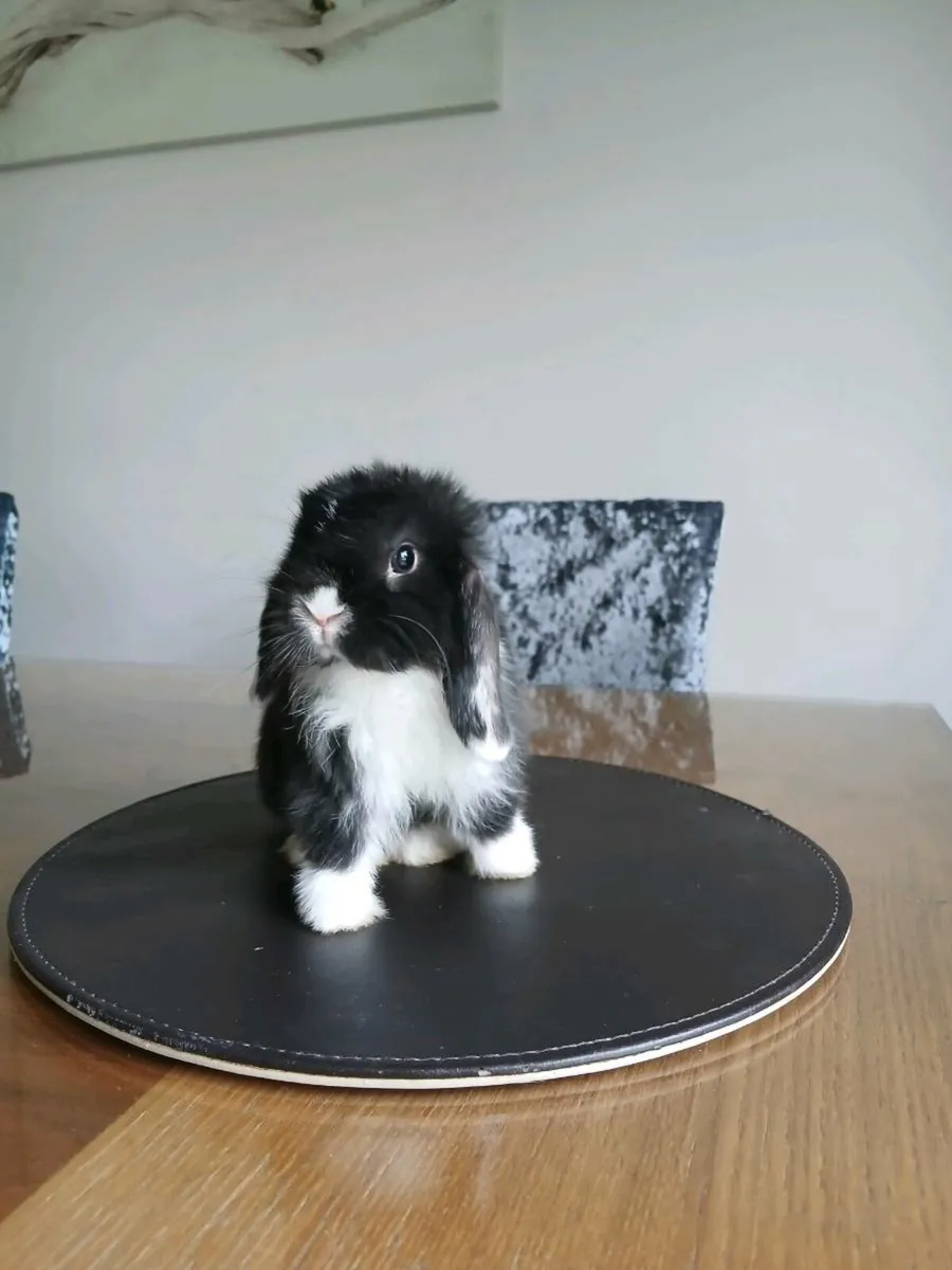 Male Neatherland dwarf and mini lob rabbits - Image 1