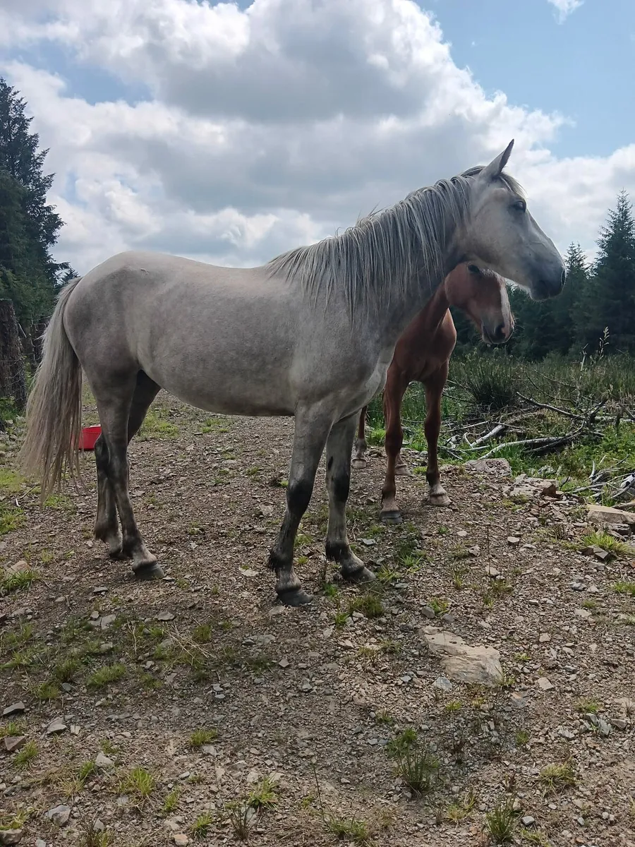 2yr old filly - Image 1