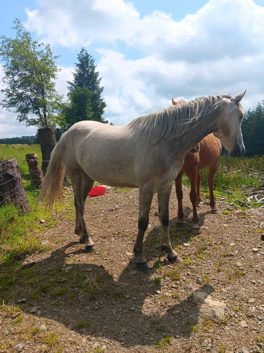 2yr old filly - Image 2