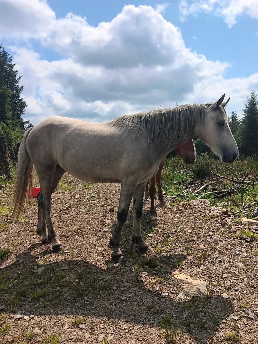 2yr old filly - Image 3