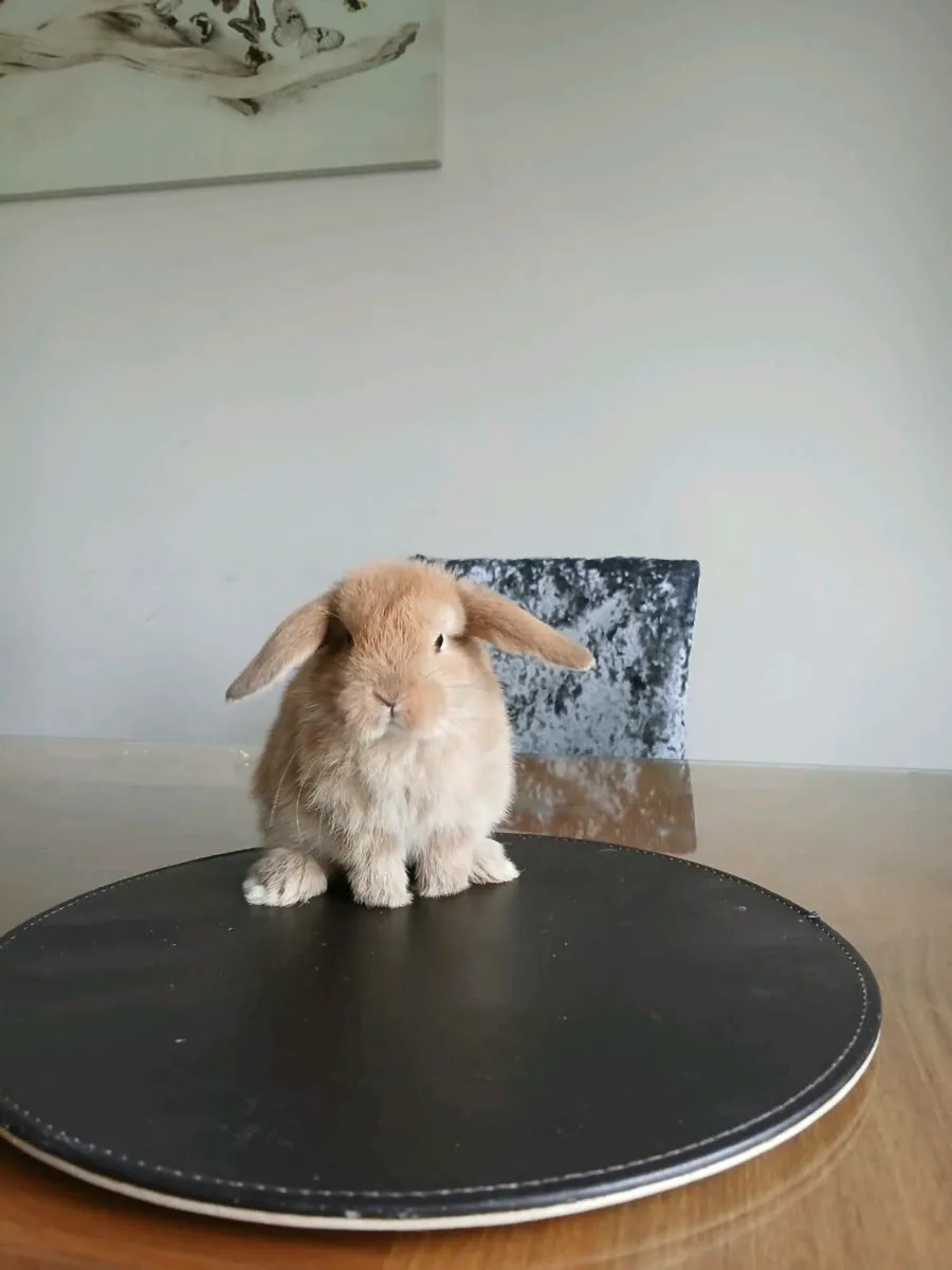 Male Neatherland dwarf and mini lob rabbits - Image 2