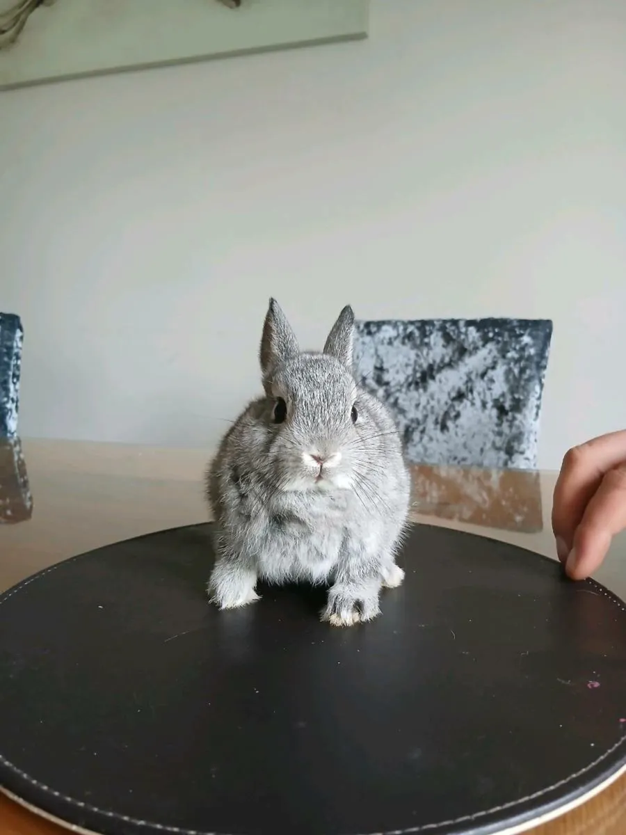 Male Neatherland dwarf and mini lob rabbits - Image 3