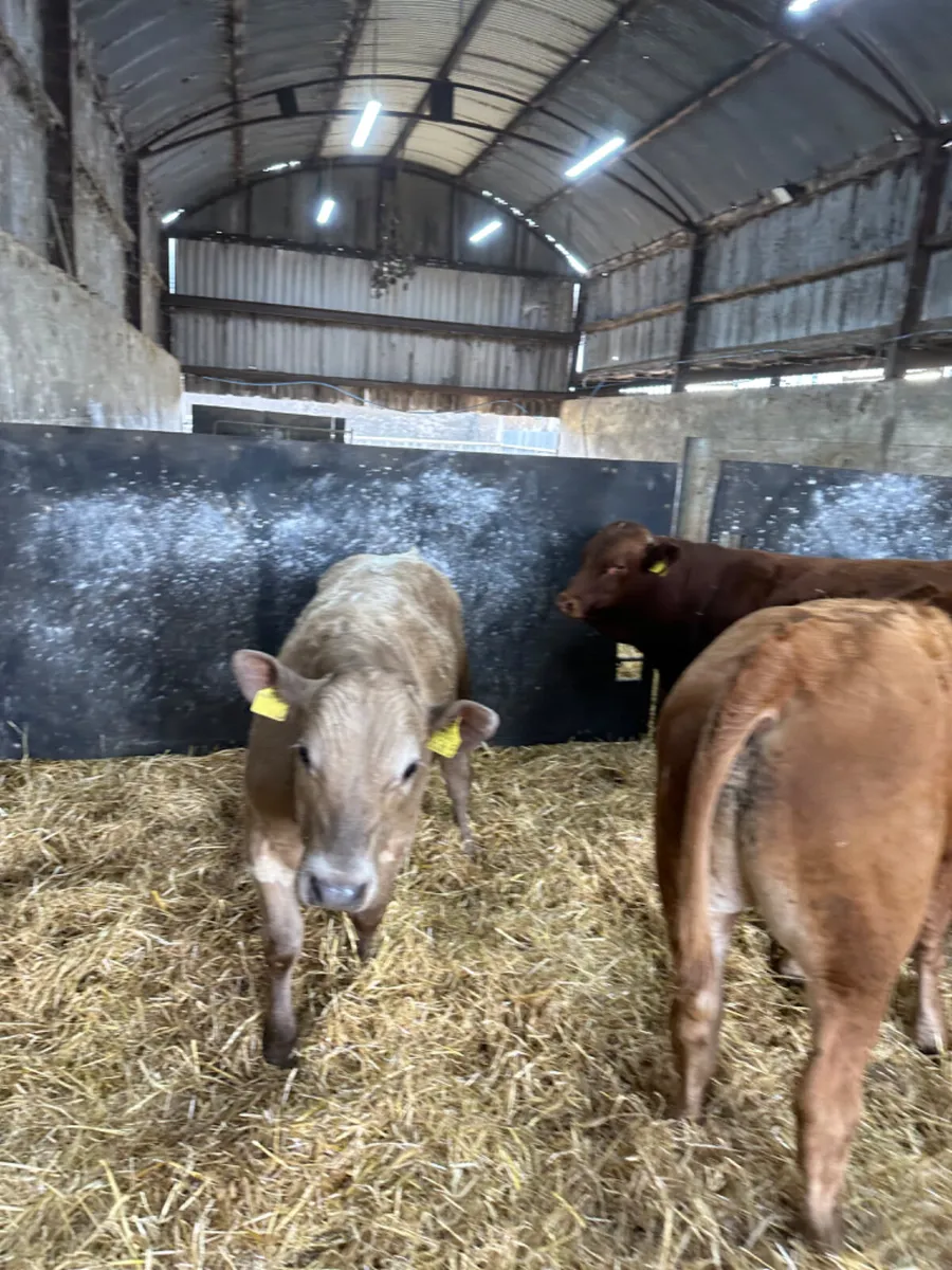 Charolais and lim bulls - Image 4