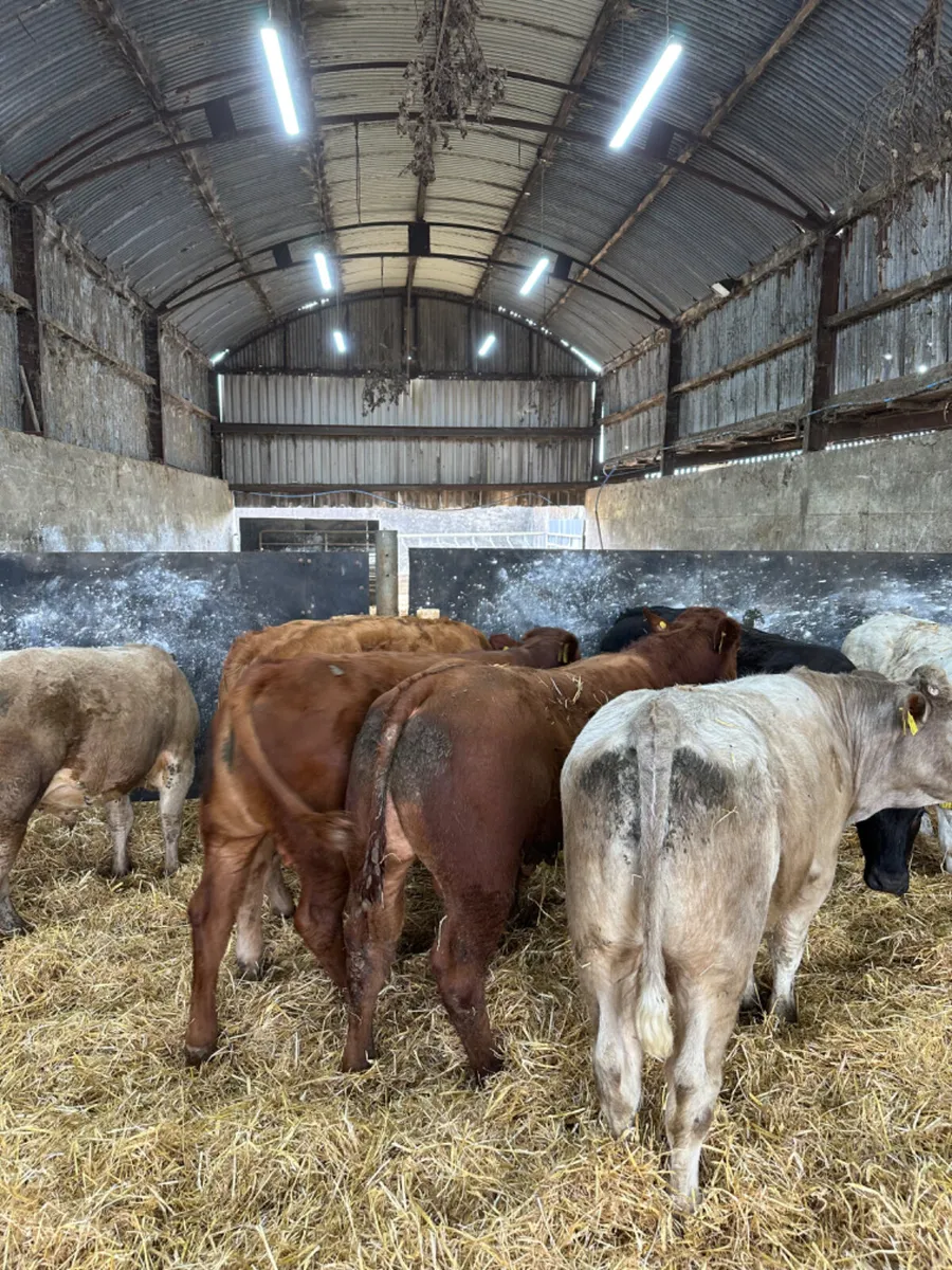 Charolais and lim bulls - Image 3