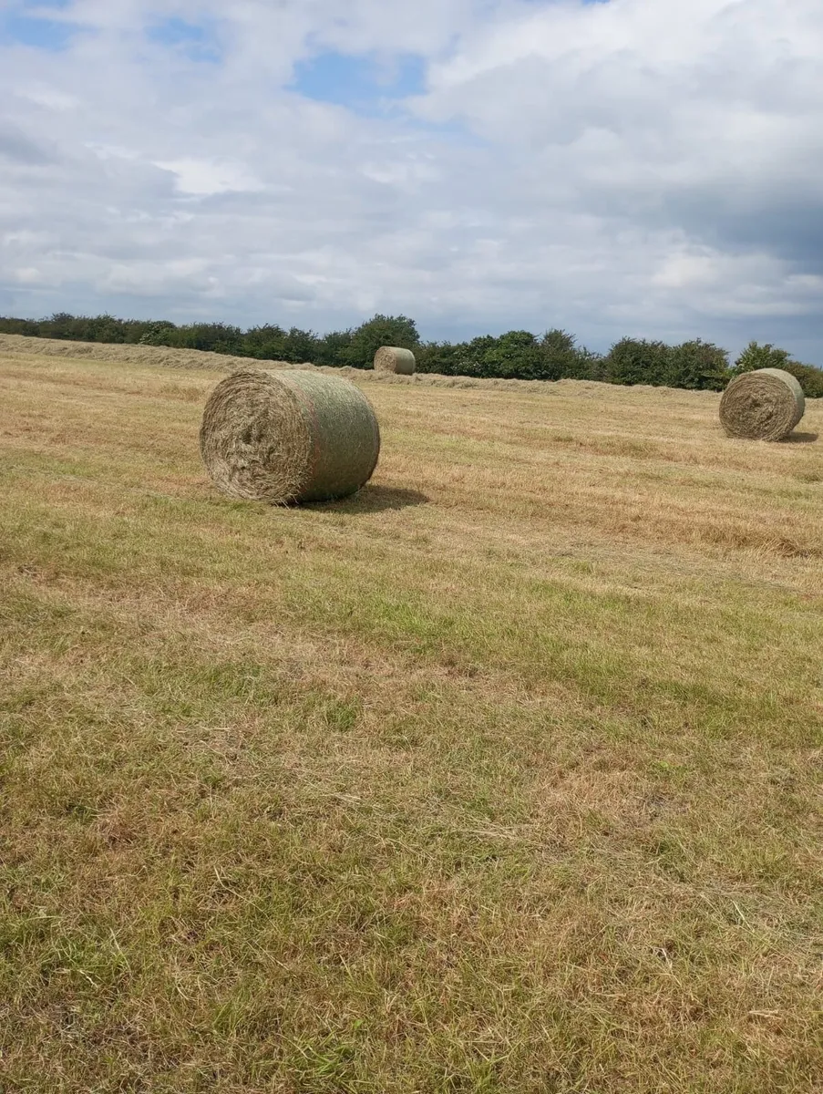 Top quality round bales of hay