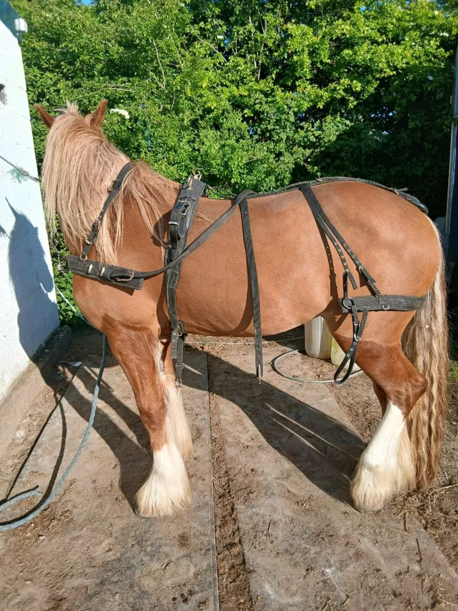 Harness - Image 3